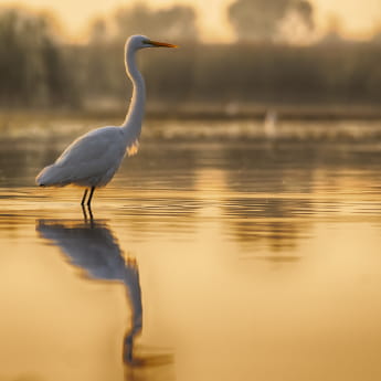 Aigrette sur Lac
