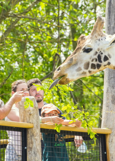 Girafe - Rhinoceros - Zoo d&#039;Amnéville