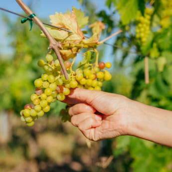 Dîner au coeur du vignoble