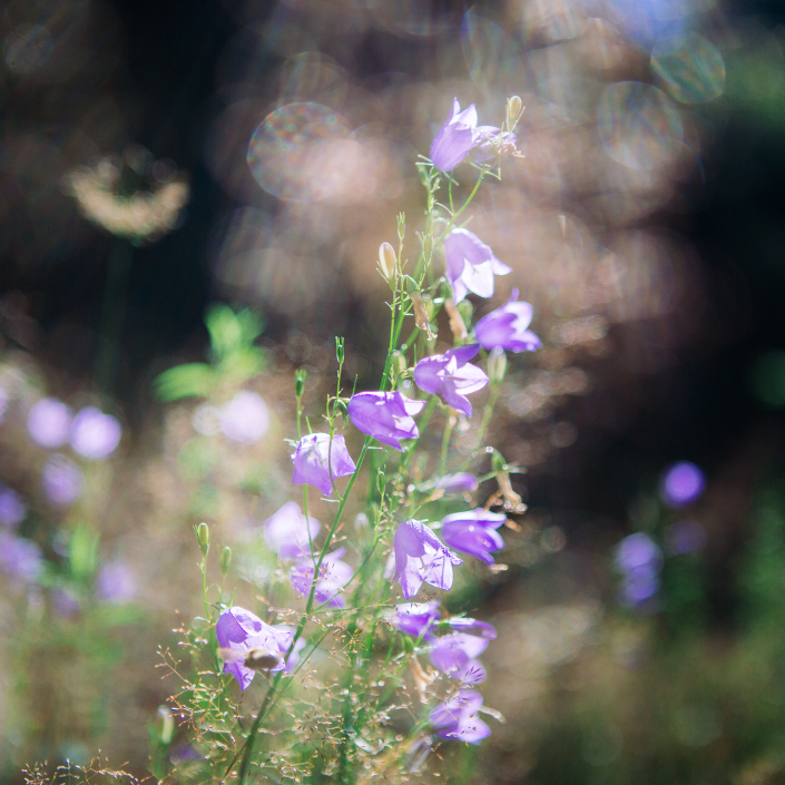 Au cœur de la forêt