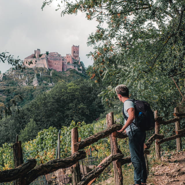 Balade aux châteaux de Ribeauvillé