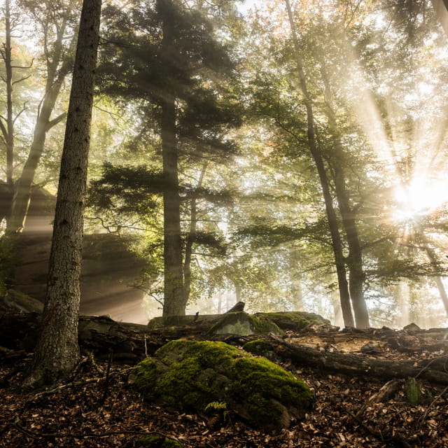 Forêt dans les Vosges du nord