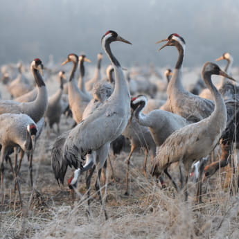 Lac de Der , grues cendrees