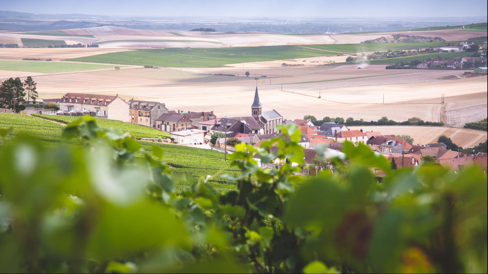 Les vignes de Champagne