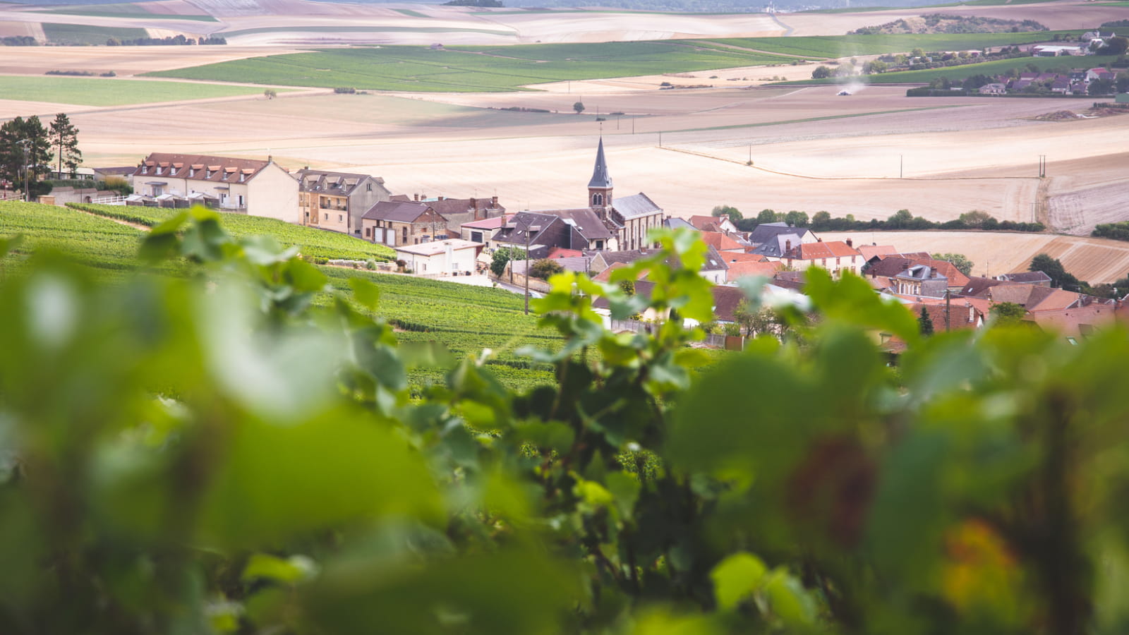 Les vignes de Champagne