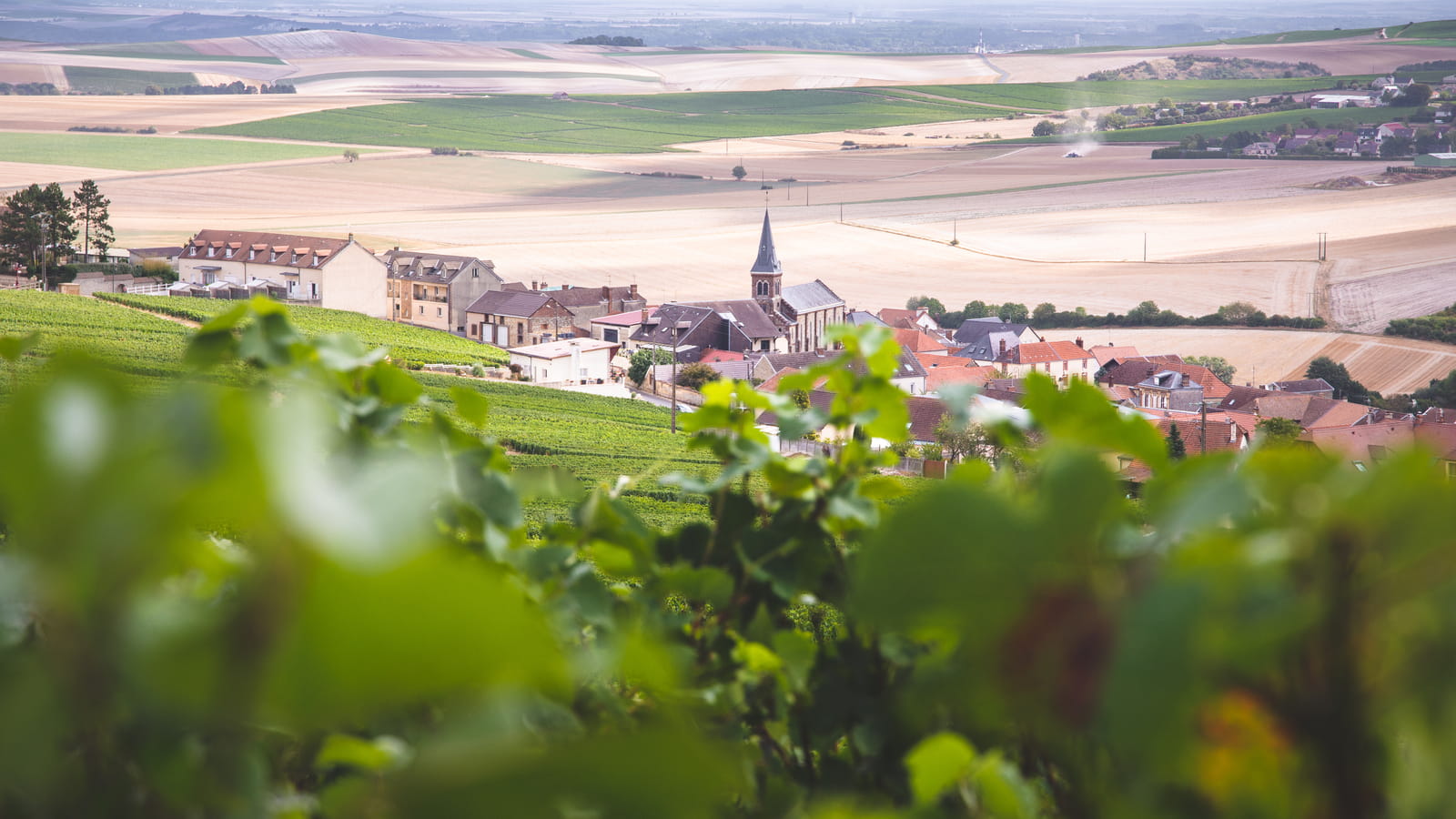 Les vignes de Champagne