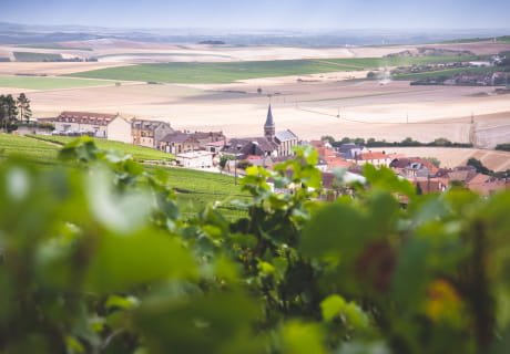 Les vignes de Champagne