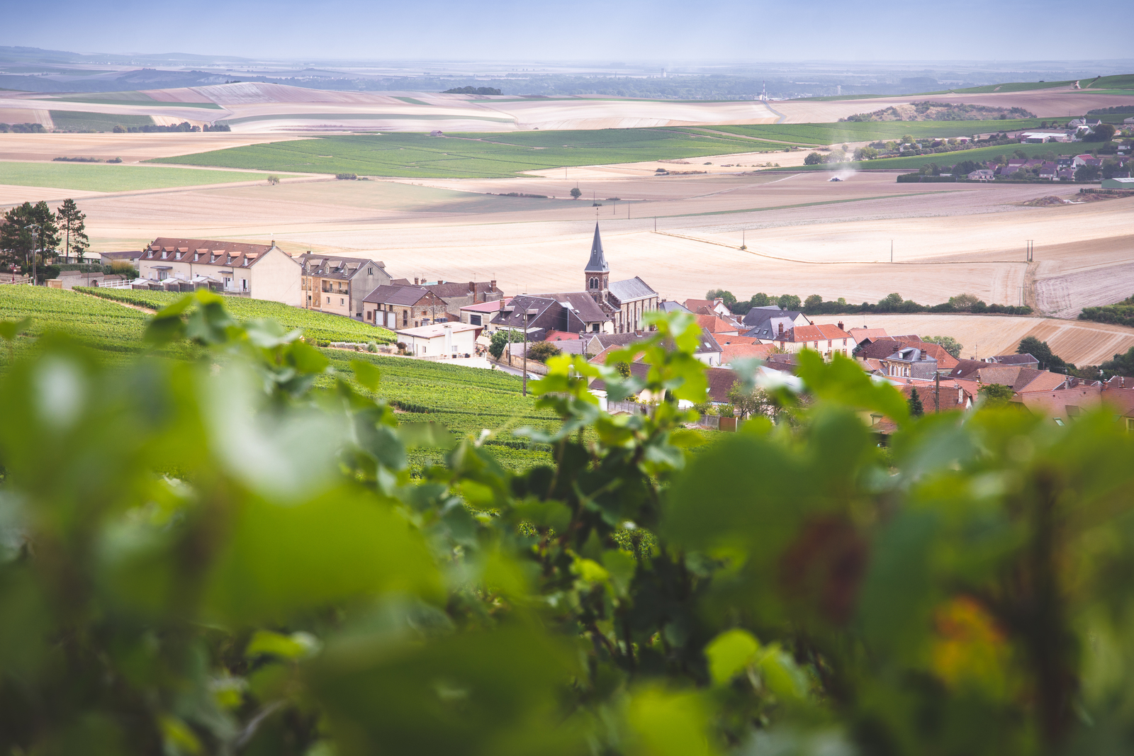 Les vignes de Champagne