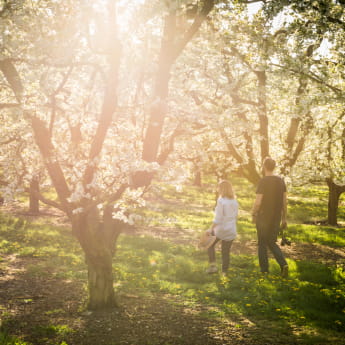 Mirabelliers-en-fleurs