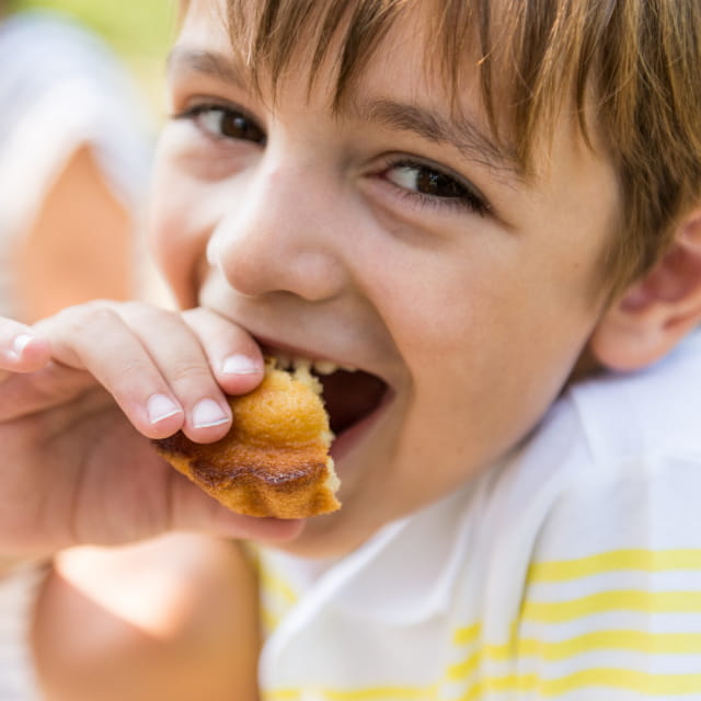 Récolte des mirabelles