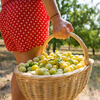 Récolte des mirabelles