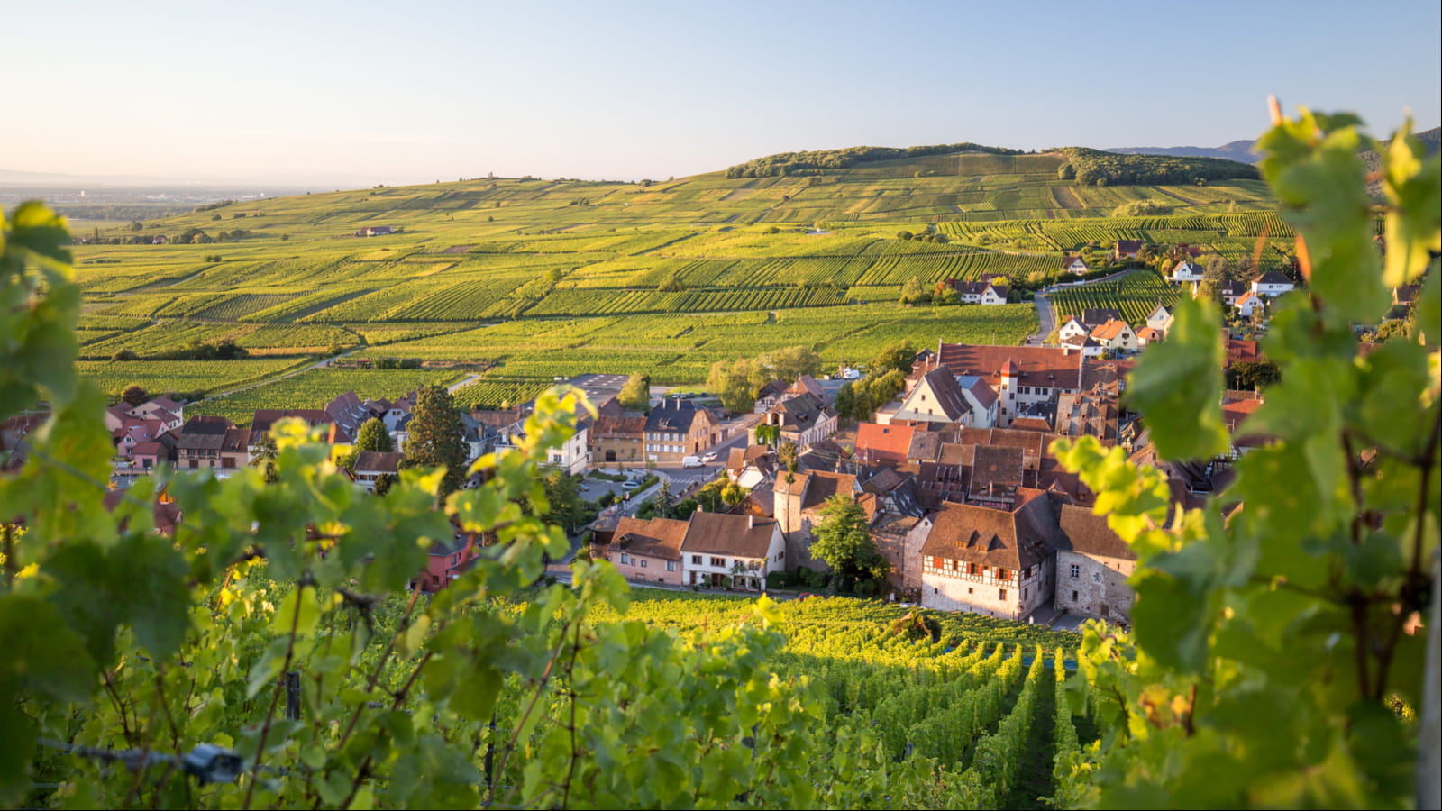 Riquewihr et son vignoble