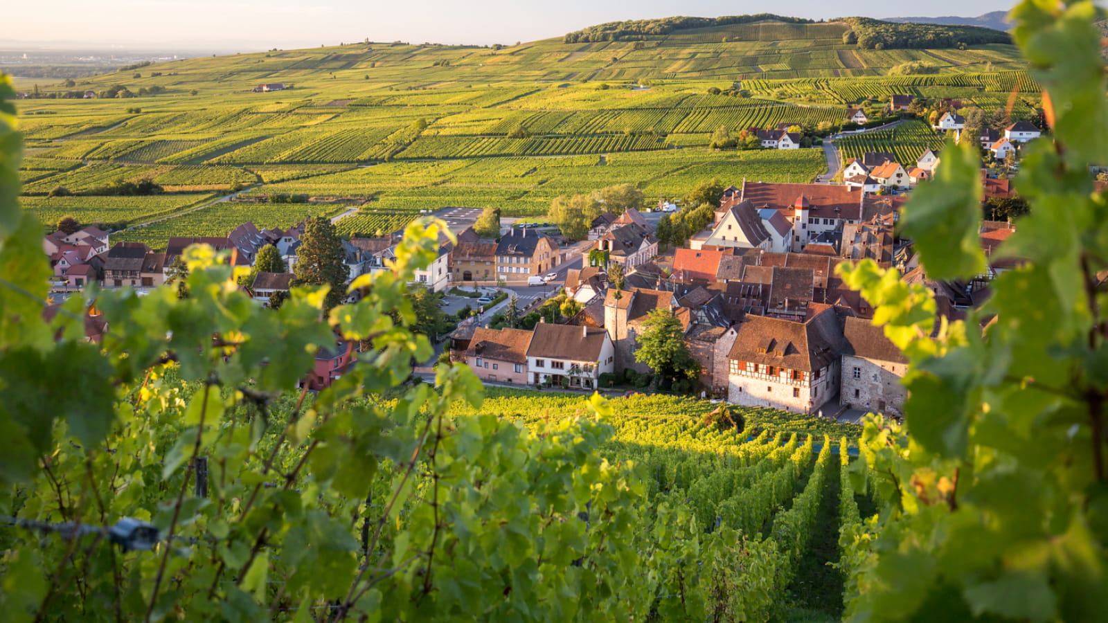 Riquewihr et son vignoble