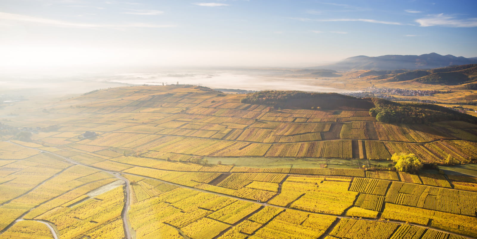 Vignoble à l&#039;automne