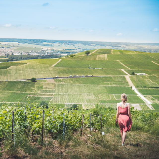 Vignoble de Champagne