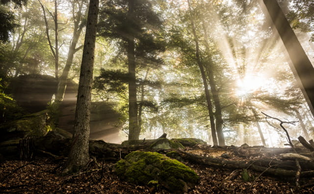 Forêt Vosges du Nord