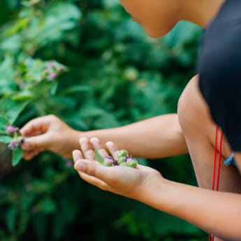 Les plantes sauvages au fil des saisons
