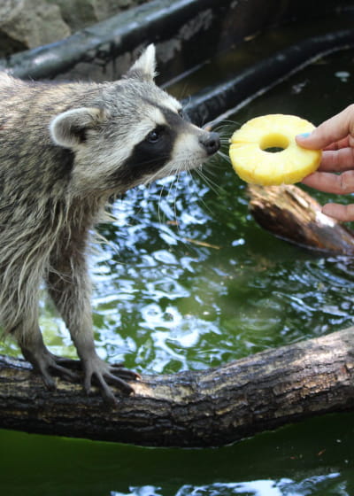 Au Parc Argonne Découverte les ratons laveurs apprécient les fruits frais
