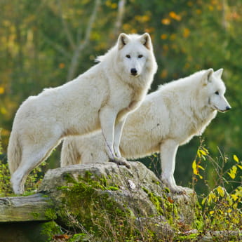 Parc animalier de Sainte Croix