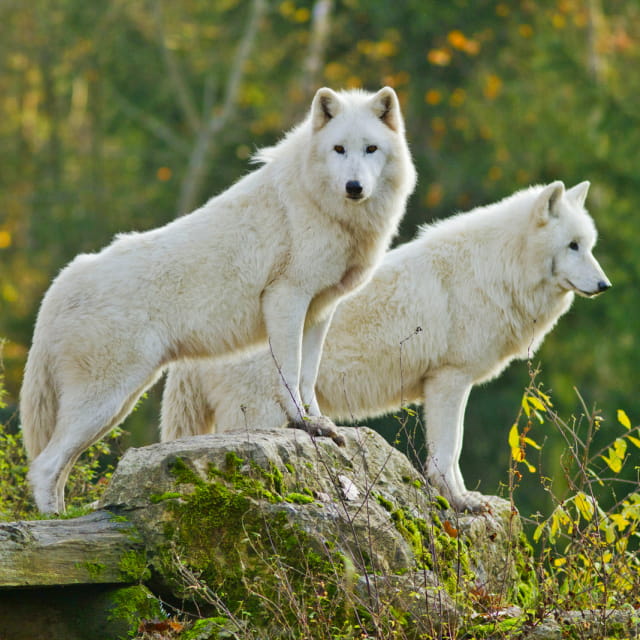 Parc animalier de Sainte Croix