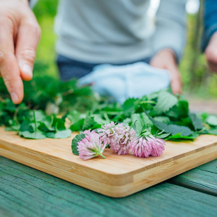 Sylvothérapie et cuisine en forêt