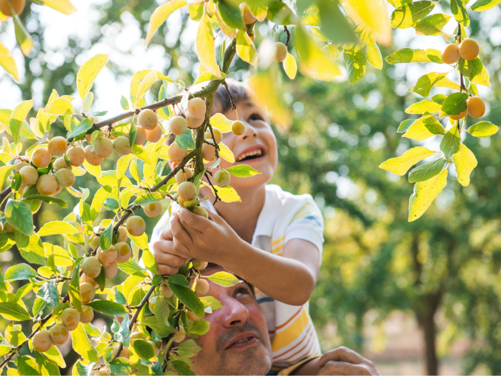 Récolte des mirabelles