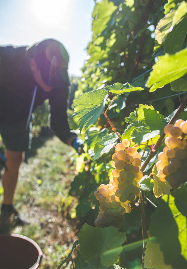 Domaine des Béliers