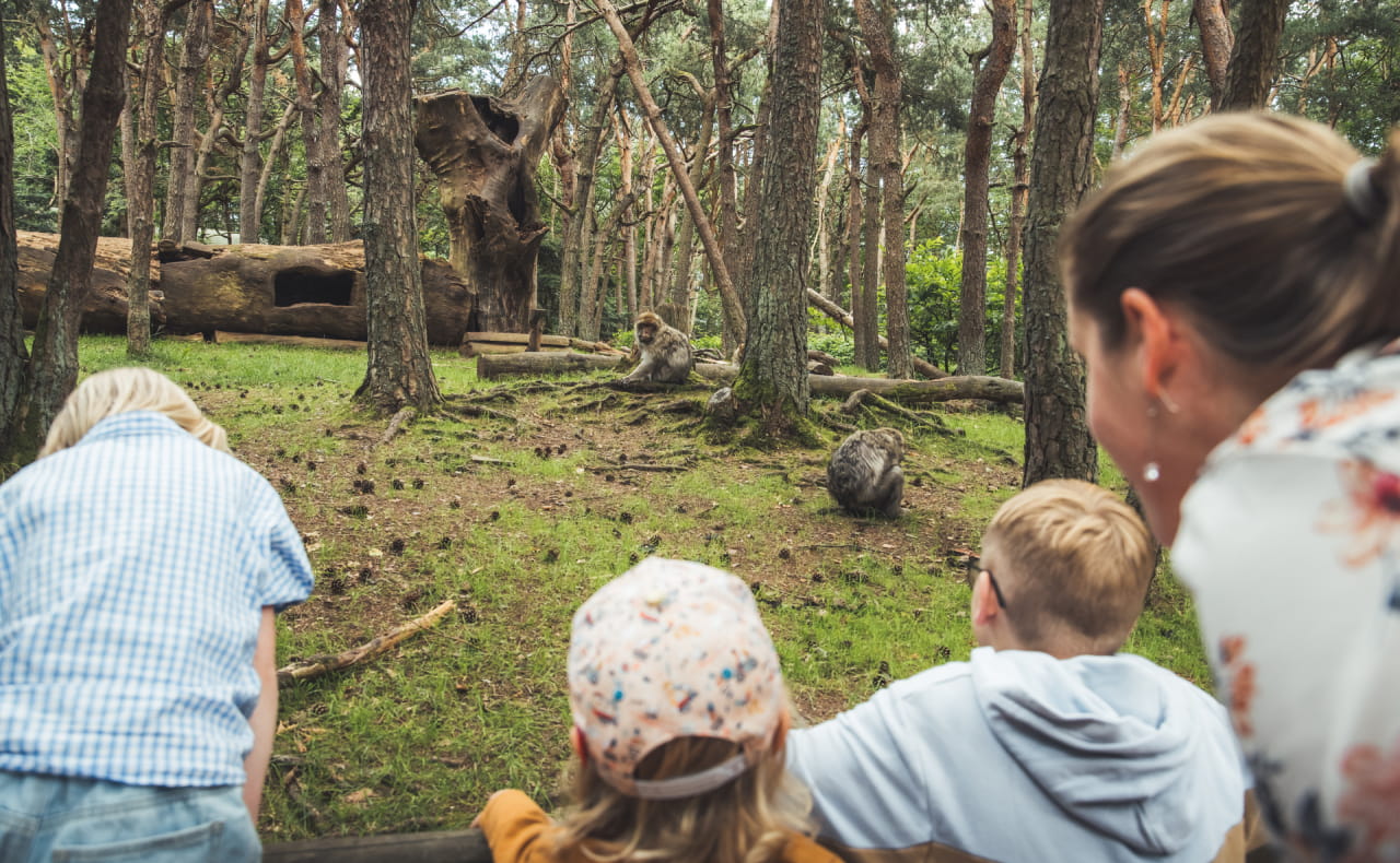 La montagne des singes