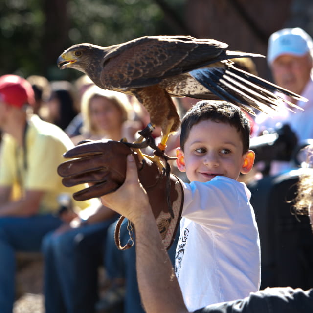 La Volerie des Aigles
