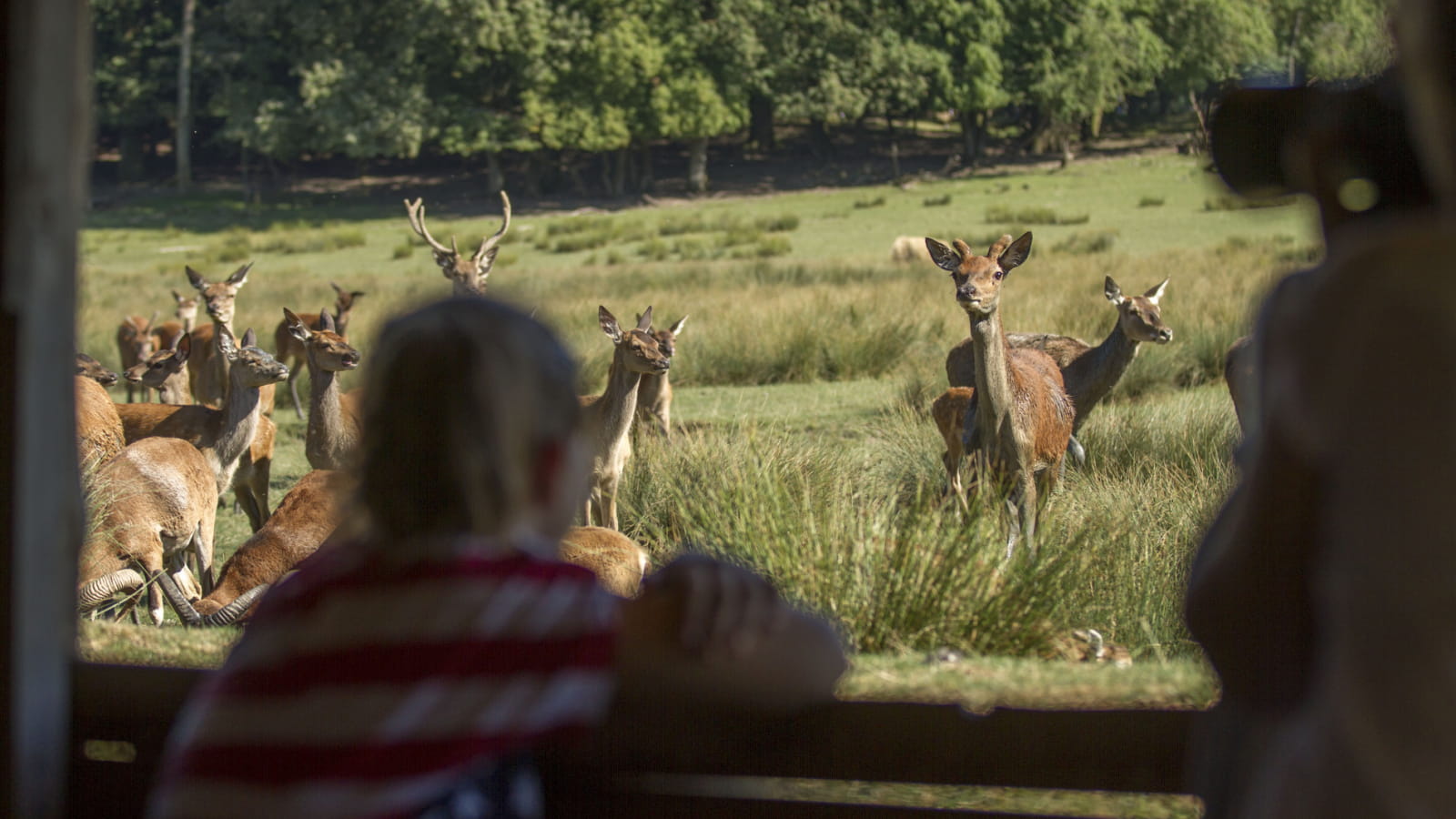 Parc Animalier de Sainte Croix