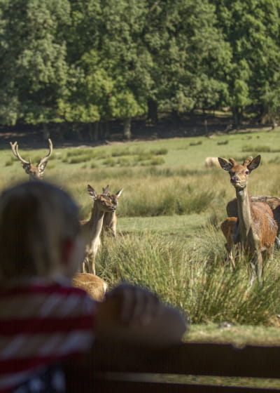 Parc Animalier de Sainte Croix