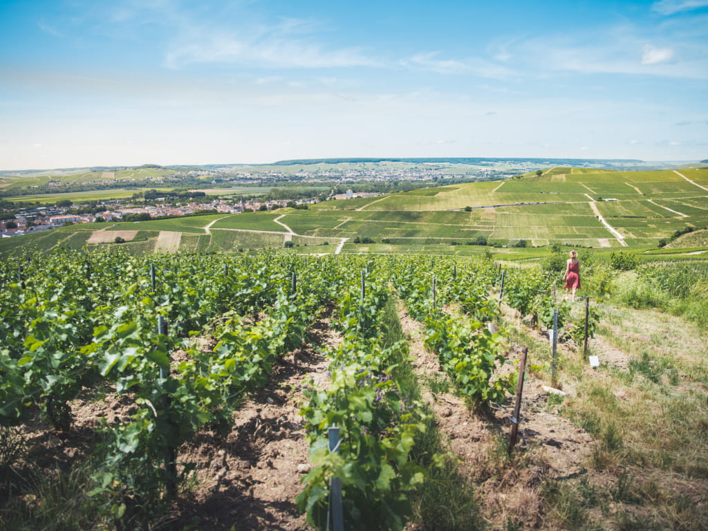 Vignoble de Champagne