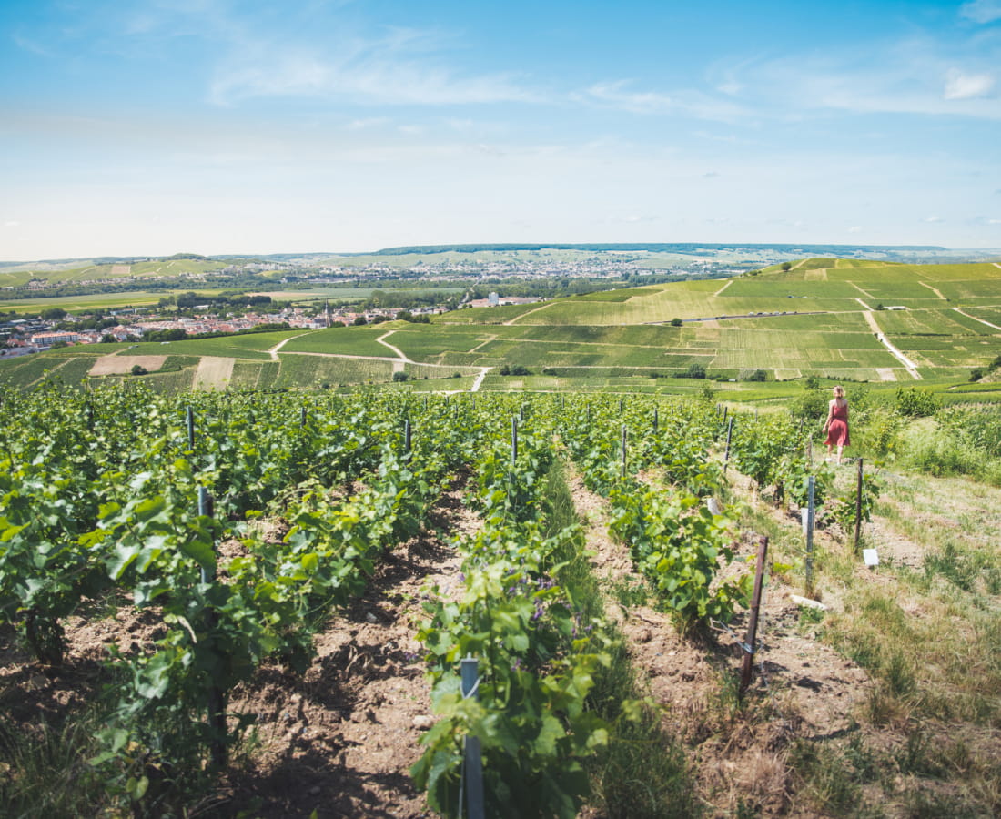 Vignoble de Champagne