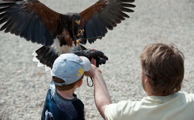 La Volerie des Aigles