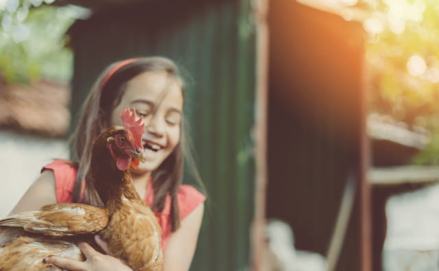 Poule et petite fille