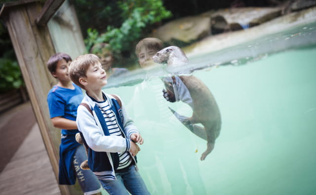 Zoo d&#039;Amnéville, piscine loutre, interaction avec enfants