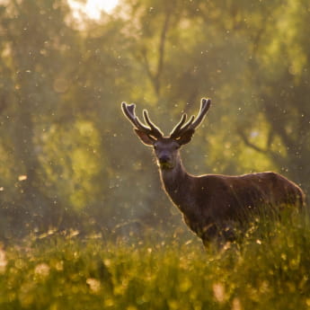 Parc animalier de Sainte Croix - cerf