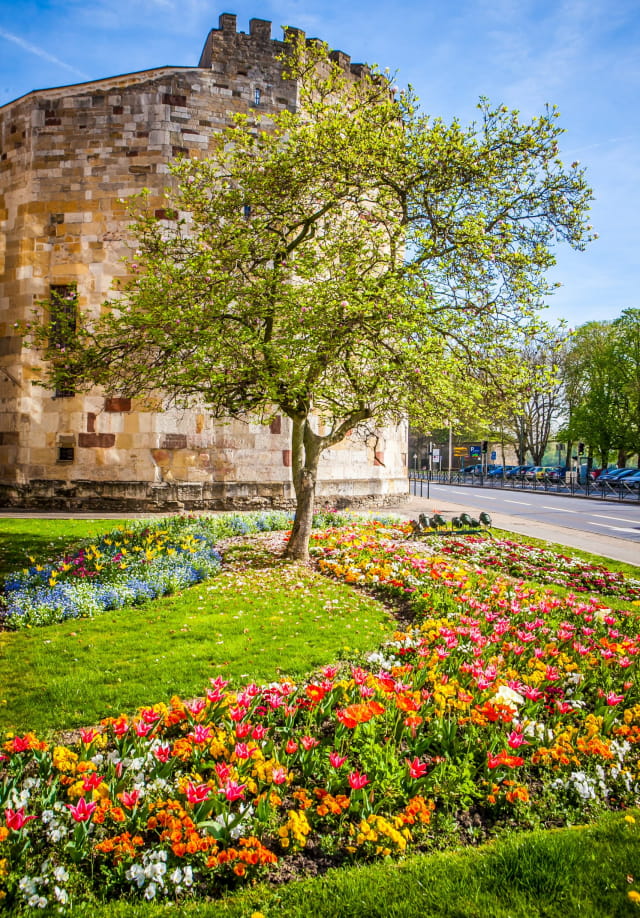 Musée de la tour aux puces / arbre