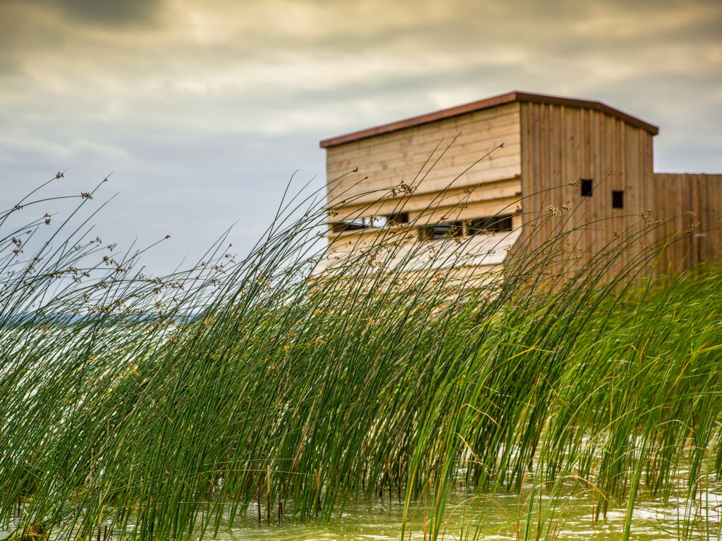 Roselière lac de Madine