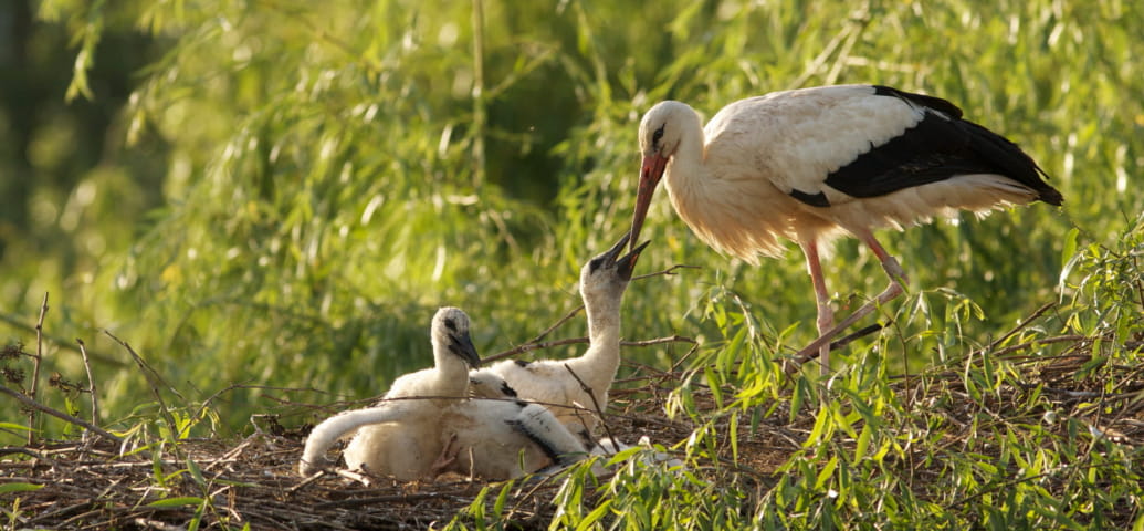 Naturoparc cigognes