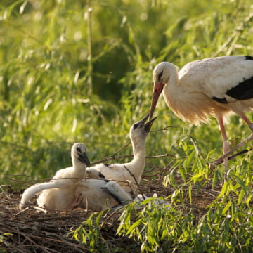 Naturoparc cigognes