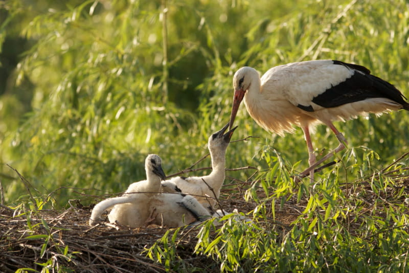 Naturoparc cigognes