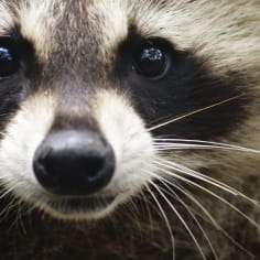 Naturopac raton-laveur