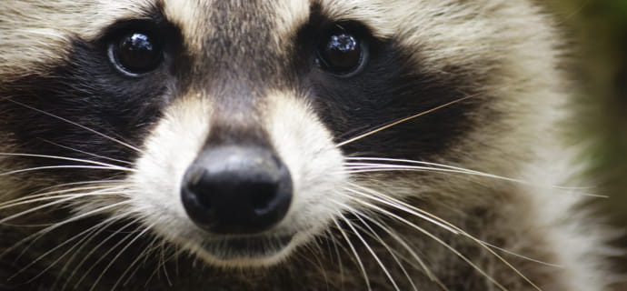 Naturopac raton-laveur