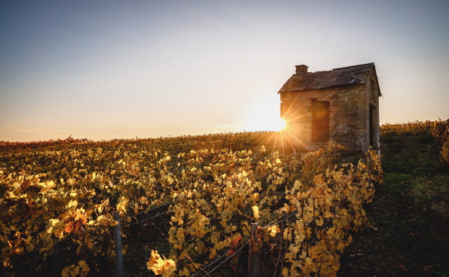 Coucher de soleil sur le vignoble de Champagne