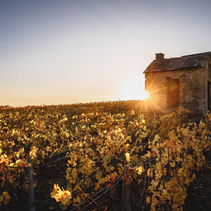 Coucher de soleil sur le vignoble de Champagne