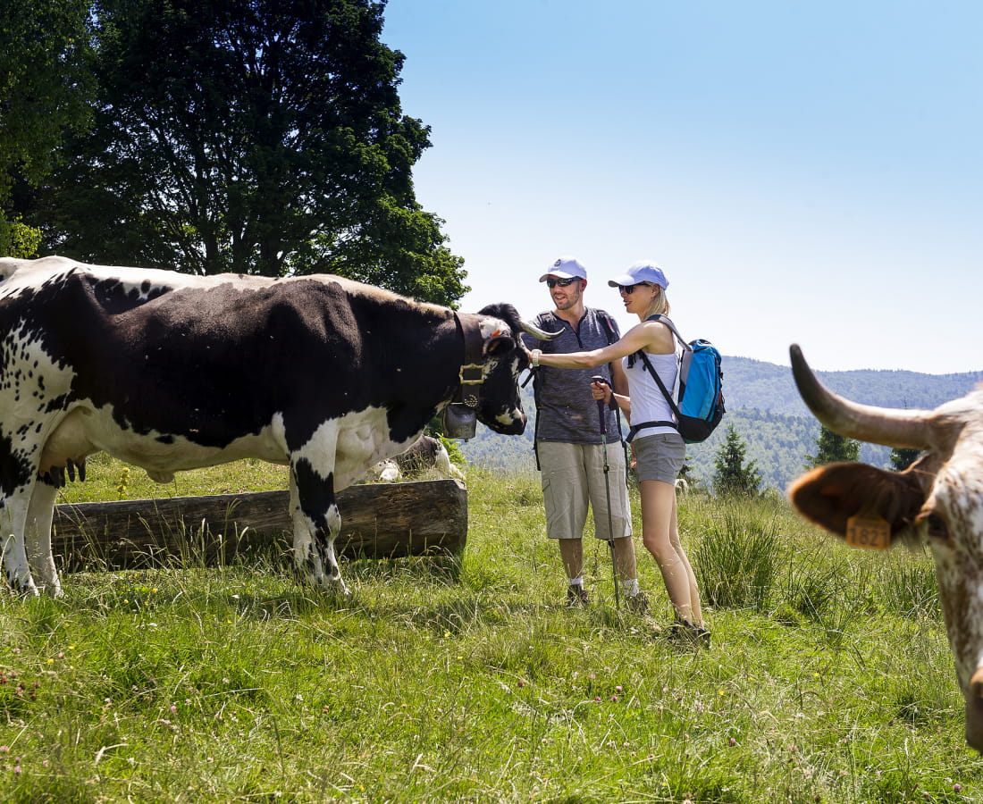 Massif des Vosges, station Le Markstein, randonnée, ambiance champêtre, b?uf, vaches, homme, femme