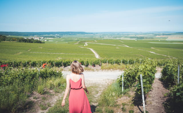 Vignoble de Champagne