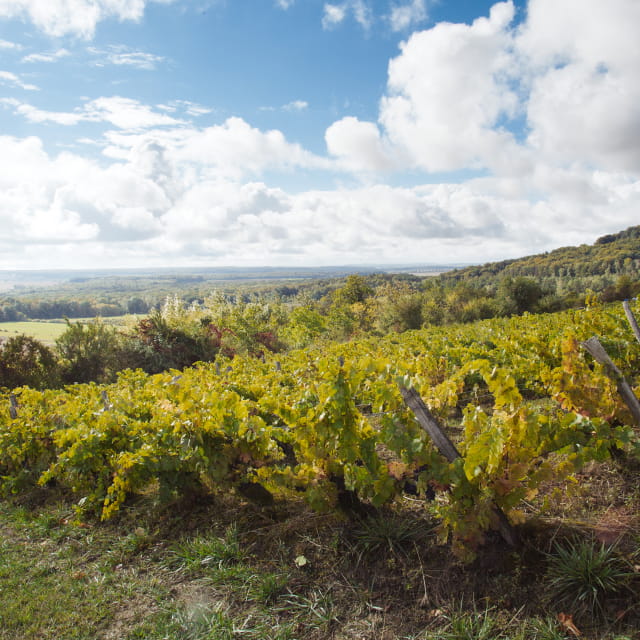Domaine Lelièvre, vignoble des Côtes de Toul