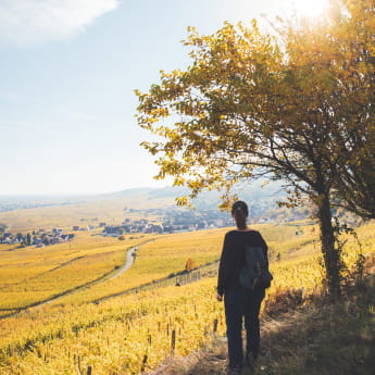 Balade dans le vignoble alsacien
